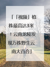 「视频」植株最高达3米！云南龙陵发现万株野生云南大百合