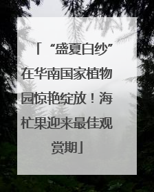“盛夏白纱”在华南国家植物园惊艳绽放！海杧果迎来最佳观赏期