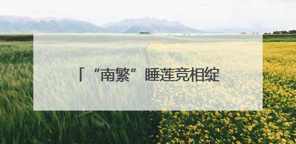 “南繁”睡莲竞相绽放 乡村振兴添色彩