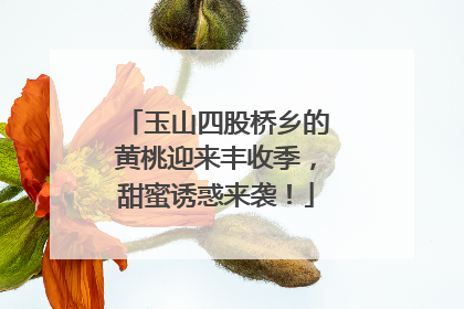 玉山四股桥乡的黄桃迎来丰收季，甜蜜诱惑来袭！