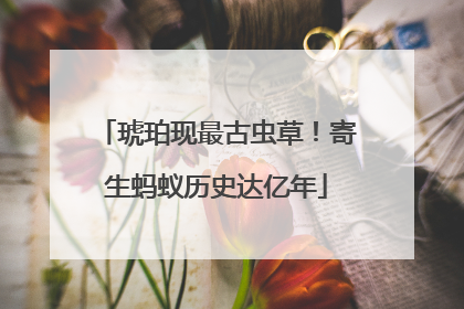 琥珀现最古虫草！寄生蚂蚁历史达亿年