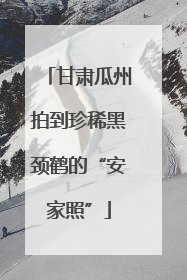 甘肃瓜州拍到珍稀黑颈鹤的“安家照”