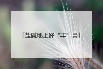 盐碱地上好“丰”景