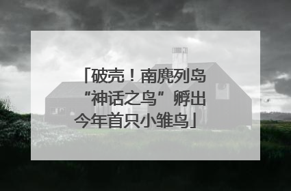 破壳！南麂列岛“神话之鸟”孵出今年首只小雏鸟