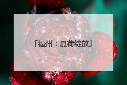 福州：夏荷绽放