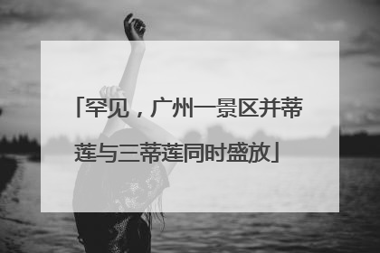 罕见，广州一景区并蒂莲与三蒂莲同时盛放