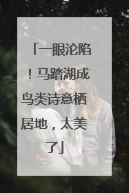 一眼沦陷！马踏湖成鸟类诗意栖居地，太美了