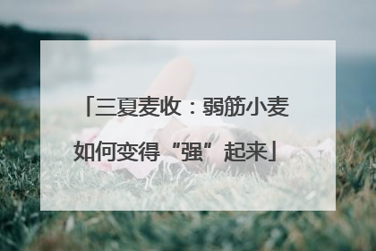 三夏麦收：弱筋小麦如何变得“强”起来