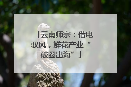 云南师宗：借电驭风，鲜花产业“破圈出海”