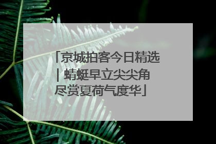 京城拍客今日精选｜蜻蜓早立尖尖角 尽赏夏荷气度华