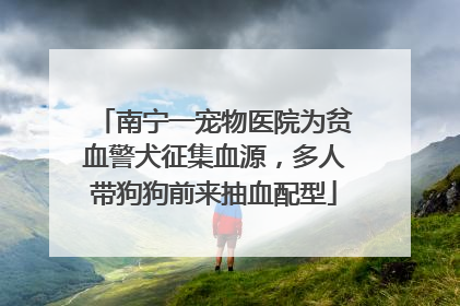 南宁一宠物医院为贫血警犬征集血源，多人带狗狗前来抽血配型