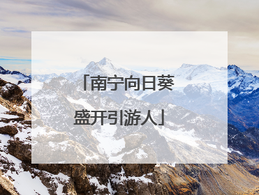 南宁向日葵盛开引游人
