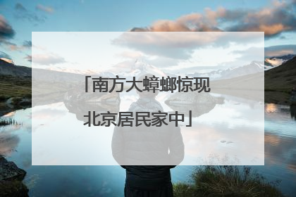 南方大蟑螂惊现北京居民家中