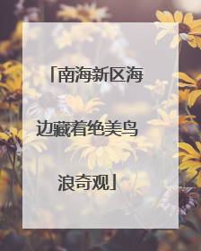 南海新区海边藏着绝美鸟浪奇观