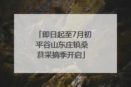 即日起至7月初 平谷山东庄镇桑葚采摘季开启