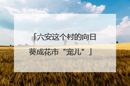 六安这个村的向日葵成花市“宠儿”
