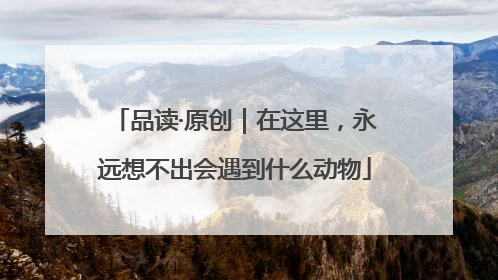 品读·原创｜在这里，永远想不出会遇到什么动物