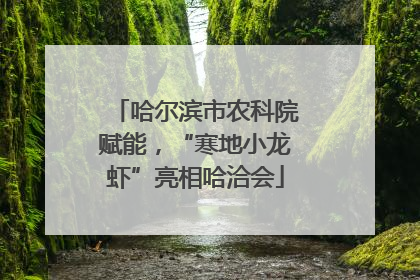哈尔滨市农科院赋能，“寒地小龙虾”亮相哈洽会