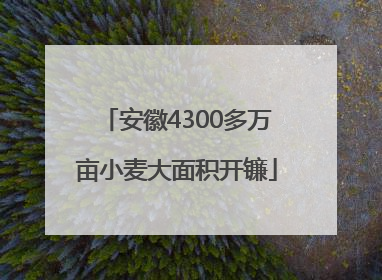 安徽4300多万亩小麦大面积开镰