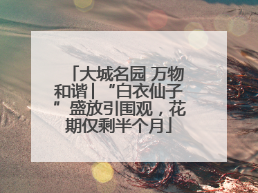 大城名园 万物和谐│“白衣仙子”盛放引围观，花期仅剩半个月