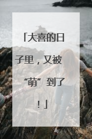 大喜的日子里，又被“萌”到了！