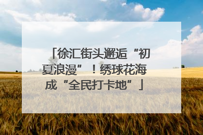 徐汇街头邂逅“初夏浪漫”！绣球花海成“全民打卡地”