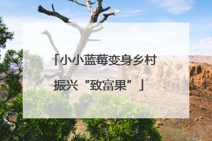 小小蓝莓变身乡村振兴“致富果”