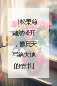 松果菊翩然盛开，像夏天写给大地的情书