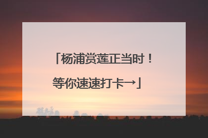 杨浦赏莲正当时！等你速速打卡→