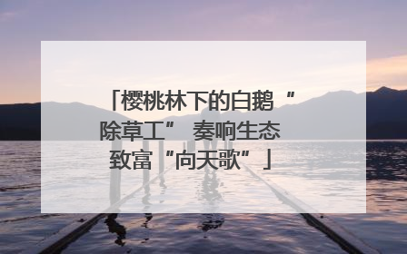 樱桃林下的白鹅“除草工” 奏响生态致富“向天歌”