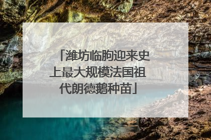 潍坊临朐迎来史上最大规模法国祖代朗德鹅种苗