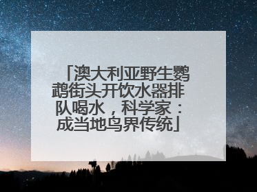 澳大利亚野生鹦鹉街头开饮水器排队喝水，科学家：成当地鸟界传统