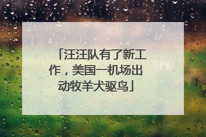 汪汪队有了新工作，美国一机场出动牧羊犬驱鸟