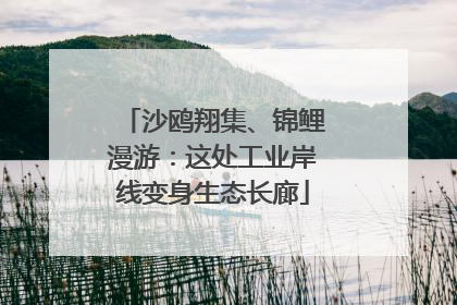 沙鸥翔集、锦鲤漫游：这处工业岸线变身生态长廊