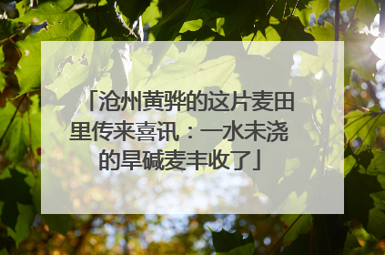 沧州黄骅的这片麦田里传来喜讯：一水未浇的旱碱麦丰收了
