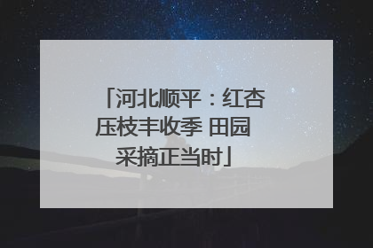 河北顺平：红杏压枝丰收季 田园采摘正当时