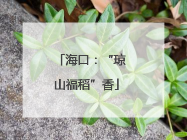 海口：“琼山福稻”香