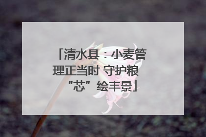 清水县：小麦管理正当时 守护粮“芯”绘丰景