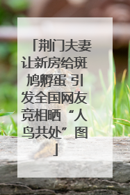 荆门夫妻让新房给斑鸠孵蛋 引发全国网友竞相晒“人鸟共处”图