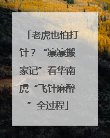 老虎也怕打针？“凛凛搬家记”看华南虎“飞针麻醉”全过程