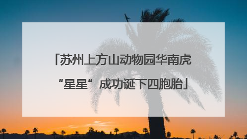 苏州上方山动物园华南虎“星星”成功诞下四胞胎