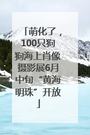 萌化了，100只狗狗海上肖像摄影展6月中旬“黄海明珠”开放