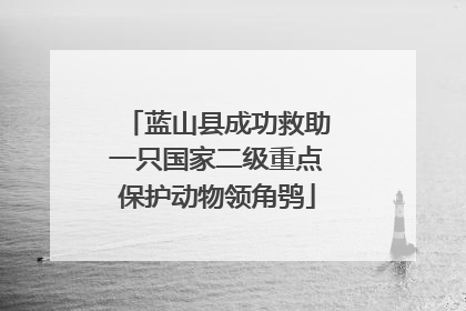 蓝山县成功救助一只国家二级重点保护动物领角鸮