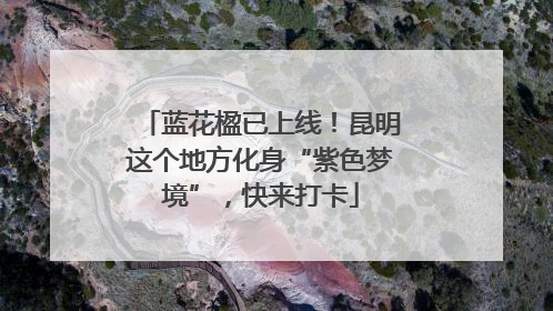 蓝花楹已上线！昆明这个地方化身“紫色梦境”，快来打卡