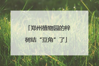 郑州植物园的梓树结“豆角”了