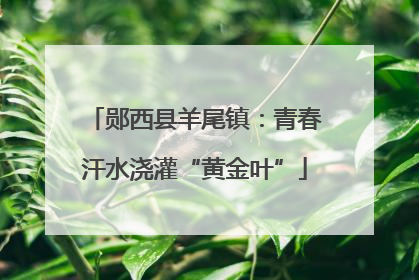 郧西县羊尾镇：青春汗水浇灌“黄金叶”