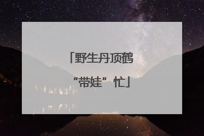 野生丹顶鹤“带娃”忙