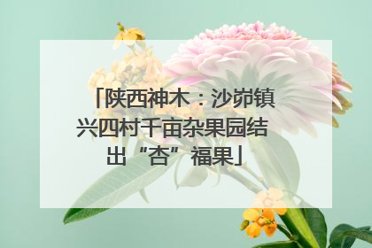 陕西神木：沙峁镇兴四村千亩杂果园结出“杏”福果