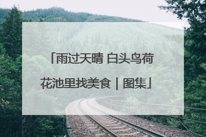 雨过天晴 白头鸟荷花池里找美食｜图集