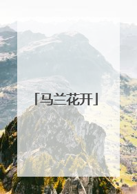 马兰花开